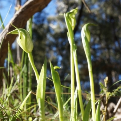 Pterostylis alpina