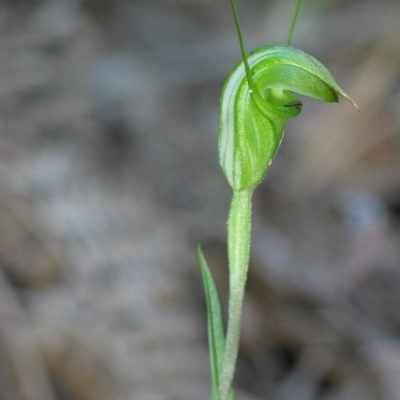 Pterostylis alveata