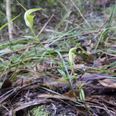 Pterostylis alveata