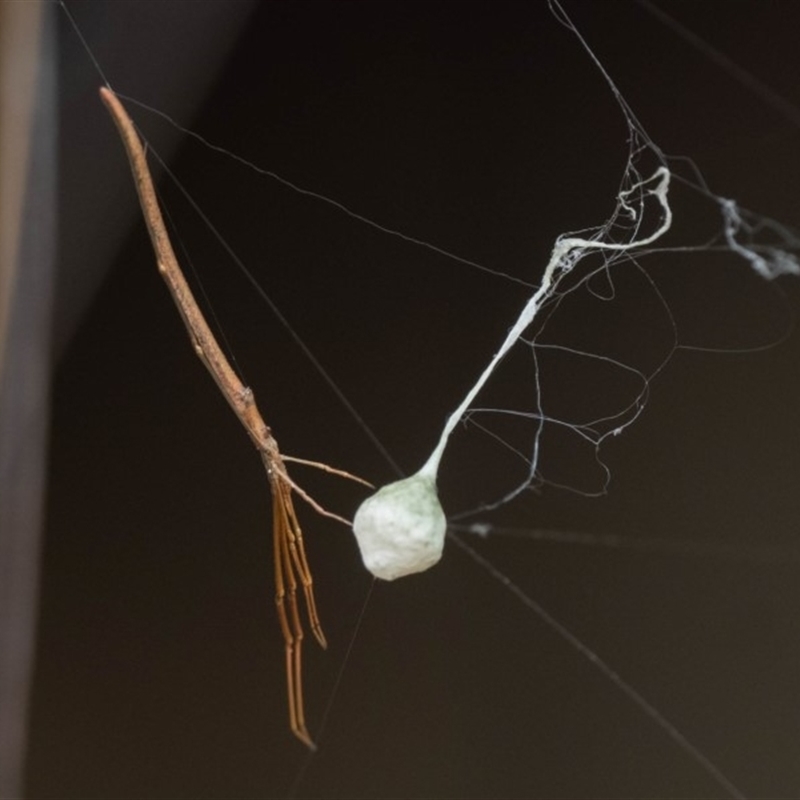 Female guarding egg sac