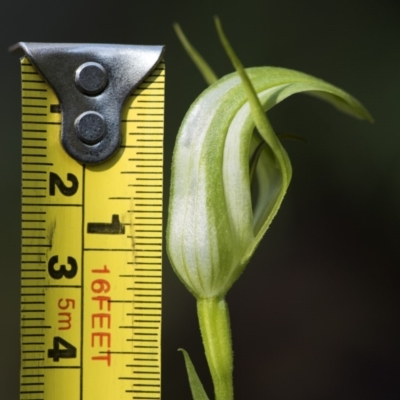 Pterostylis aneba