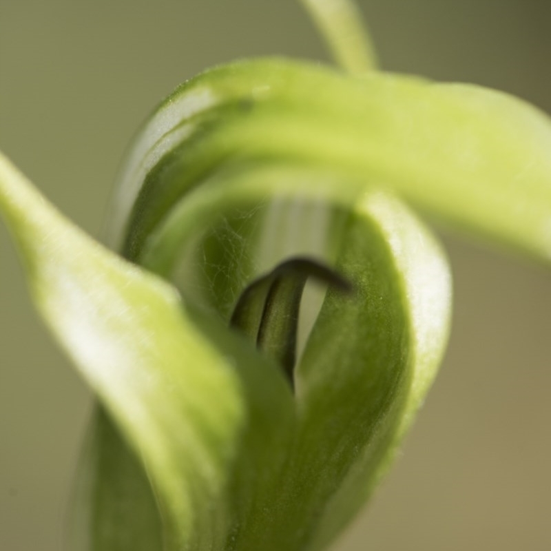 Pterostylis aneba