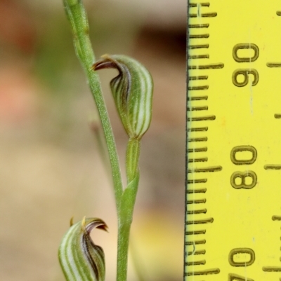 Pterostylis antennifera