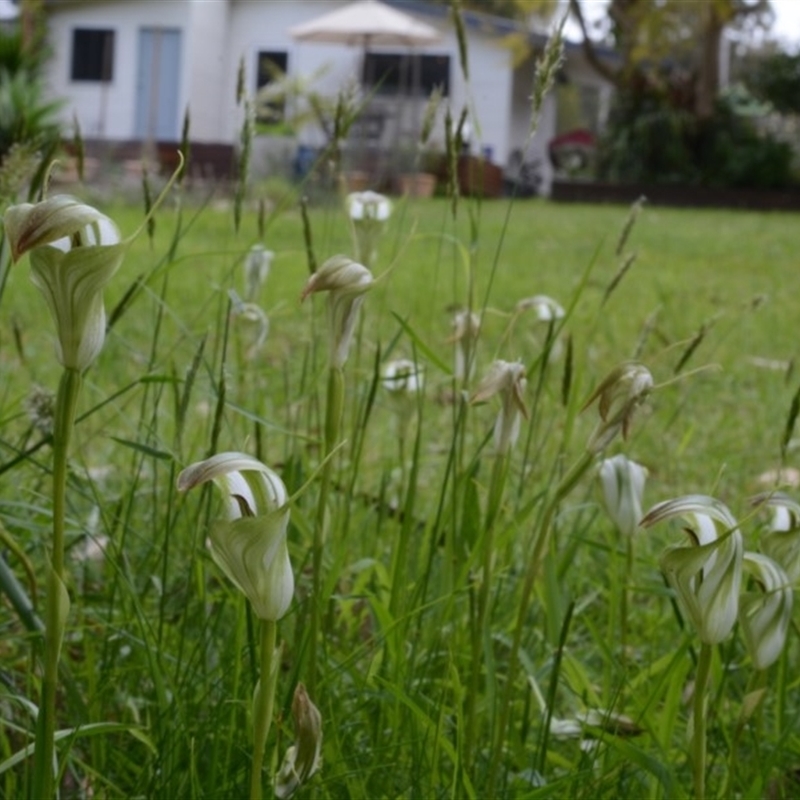 Pterostylis baptistii