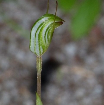 Pterostylis concinna