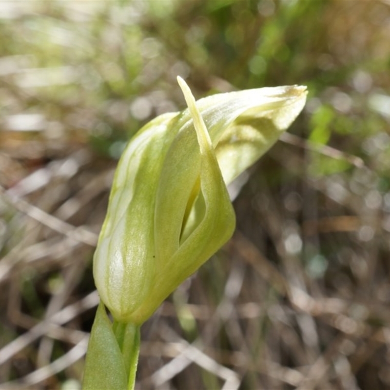 Pterostylis curta