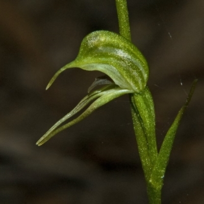 Pterostylis daintreana