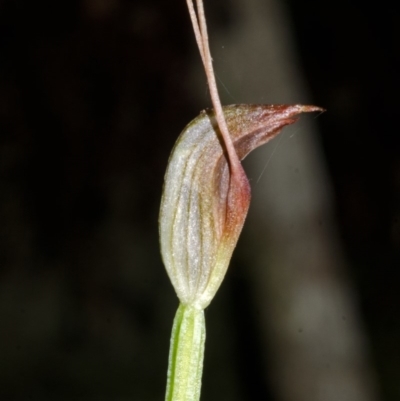 Pterostylis erecta