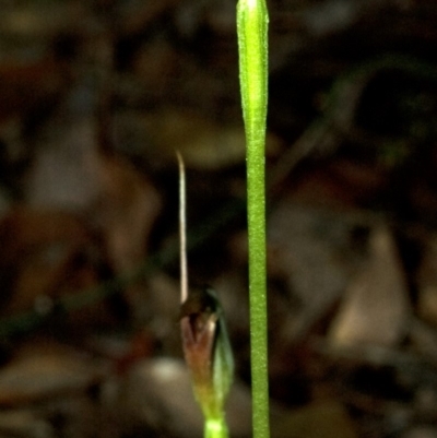 Pterostylis erecta