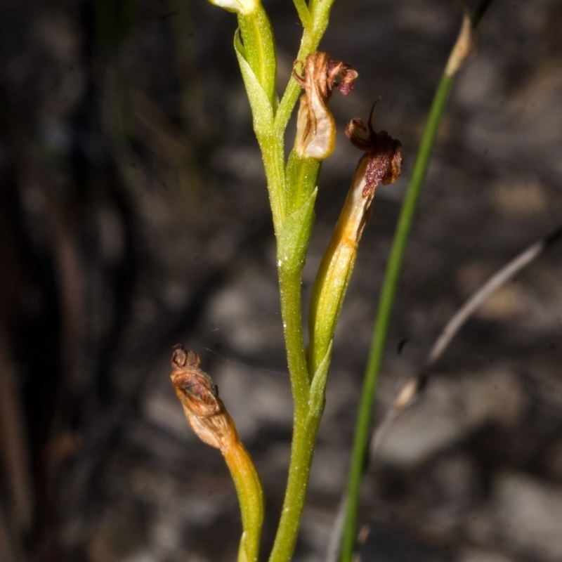 Speculantha furva