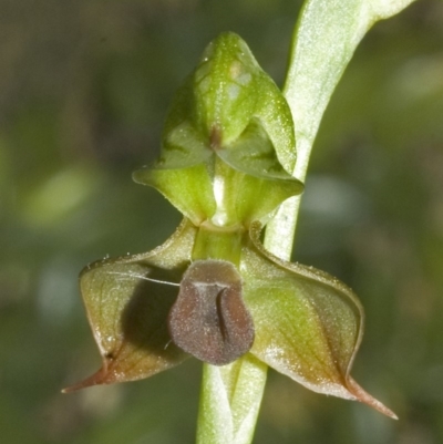 Pterostylis gibbosa