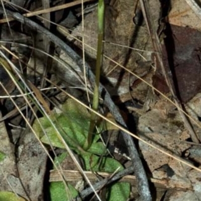 Pterostylis gibbosa