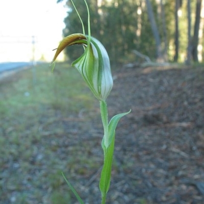 Pterostylis grandiflora