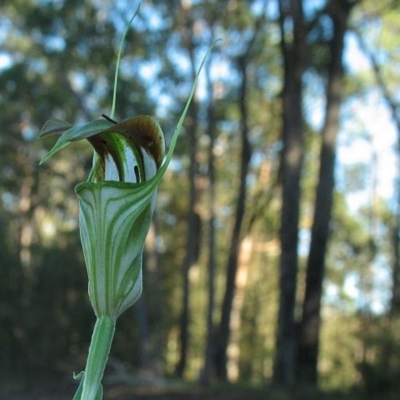 Pterostylis grandiflora