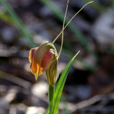 Pterostylis grandiflora