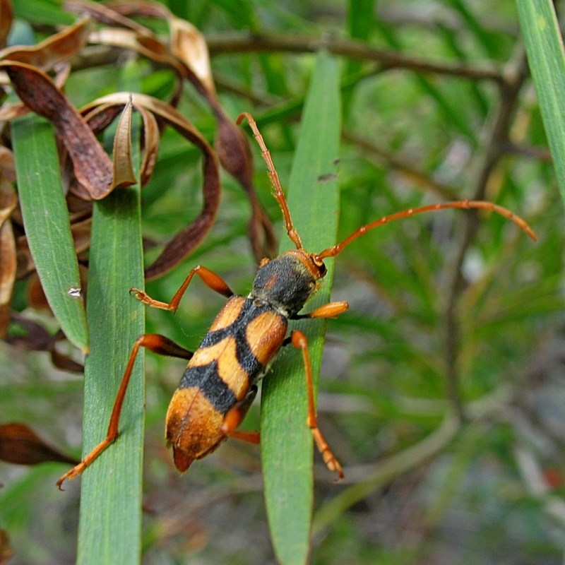 Aridaeus thoracicus