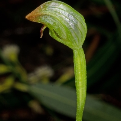 Pterostylis hispidula