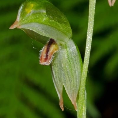 Pterostylis longifolia