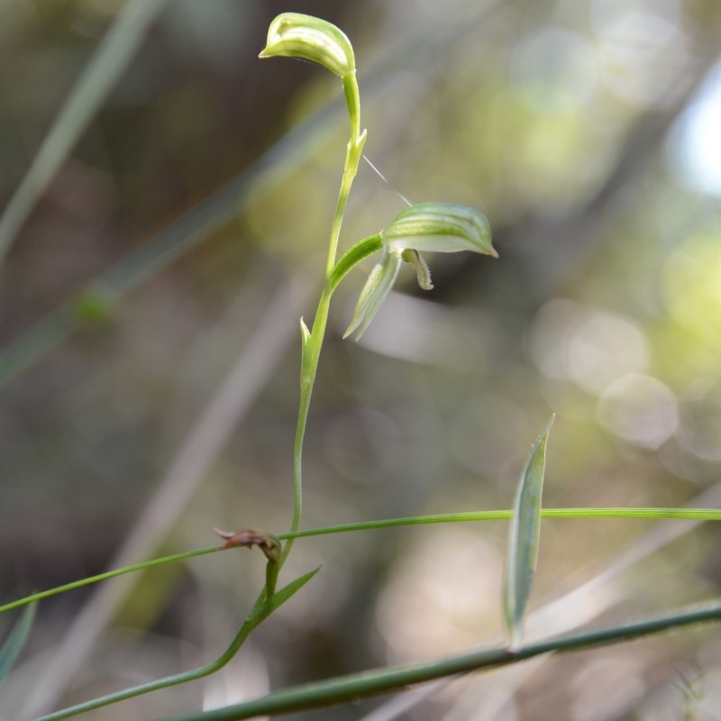 Pterostylis longifolia