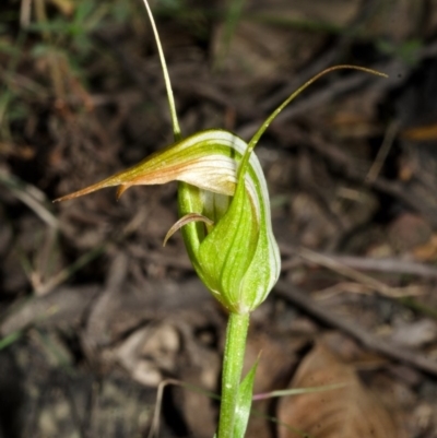 Pterostylis longipetala