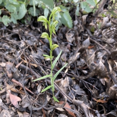 Pterostylis melagramma