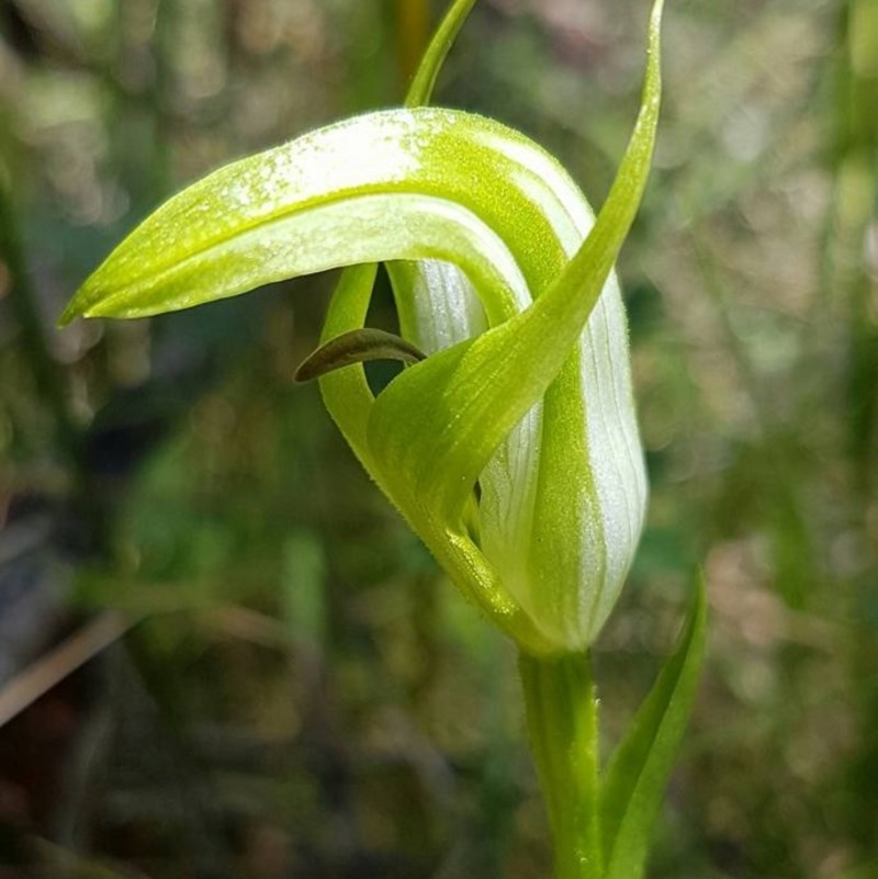 Pterostylis monticola