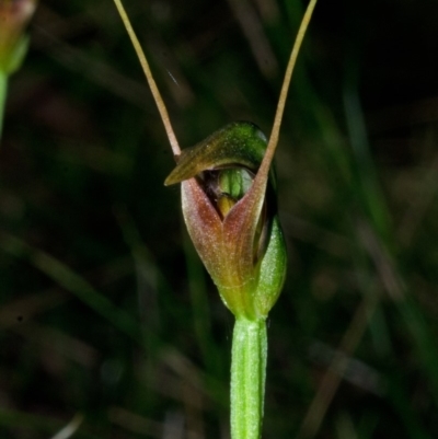 Pterostylis oblonga