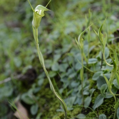 Diplodium obtusum - Mike Leggett