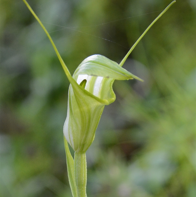 Diplodium obtusum - Mike Leggett