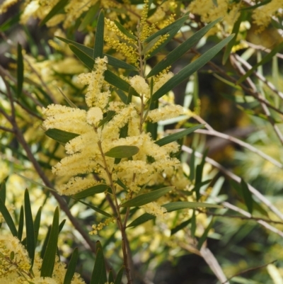 Acacia longifolia subsp. longifolia