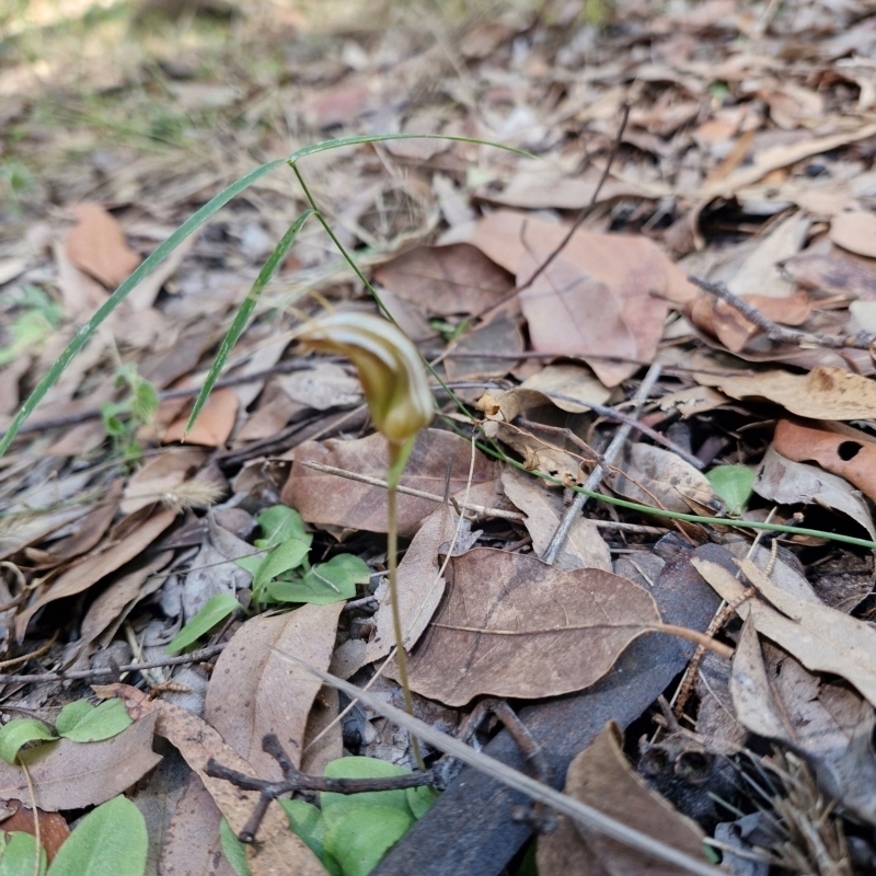 Pterostylis ophioglossa