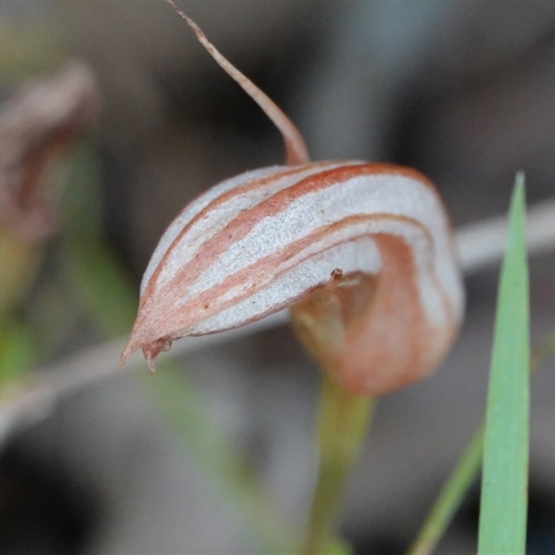 Pterostylis ophioglossa