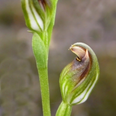 Pterostylis parviflora