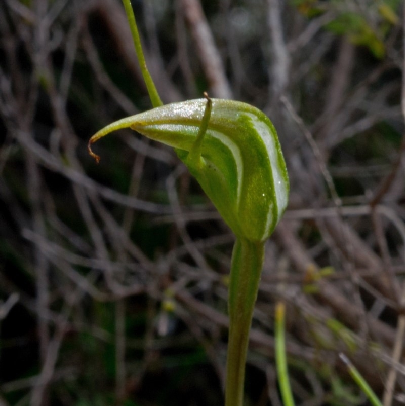 Pterostylis pedoglossa