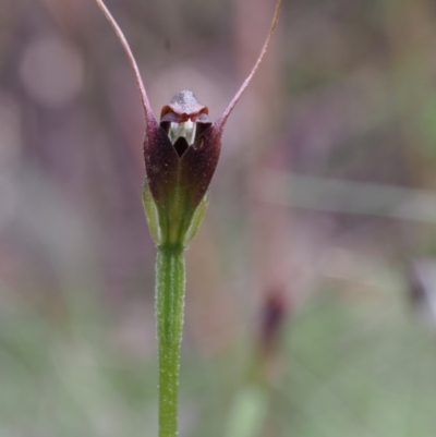 Pterostylis pedunculata