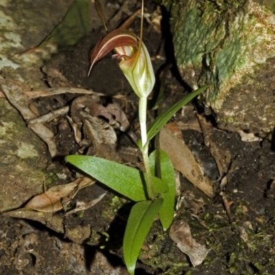 Pterostylis pulchella