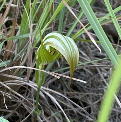 Pterostylis revoluta