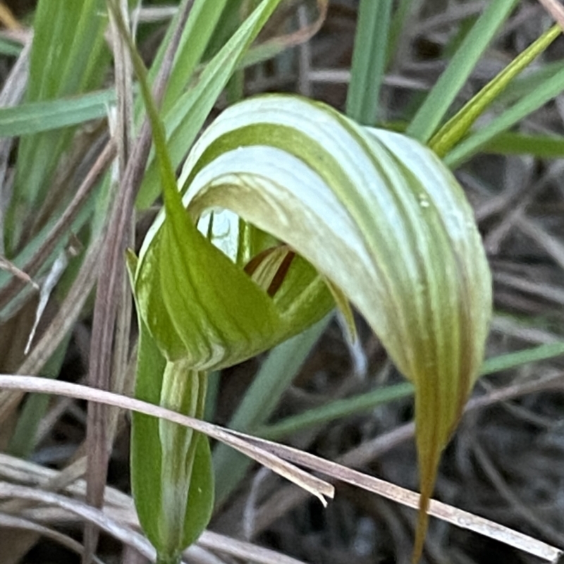 Pterostylis revoluta