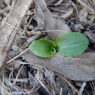 Pterostylis sp.