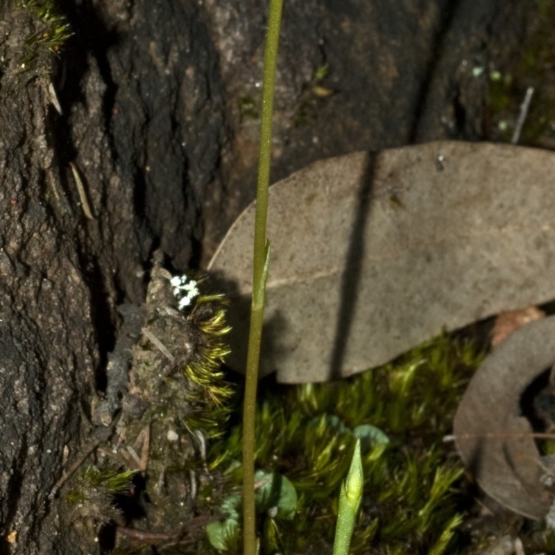 Pterostylis vernalis