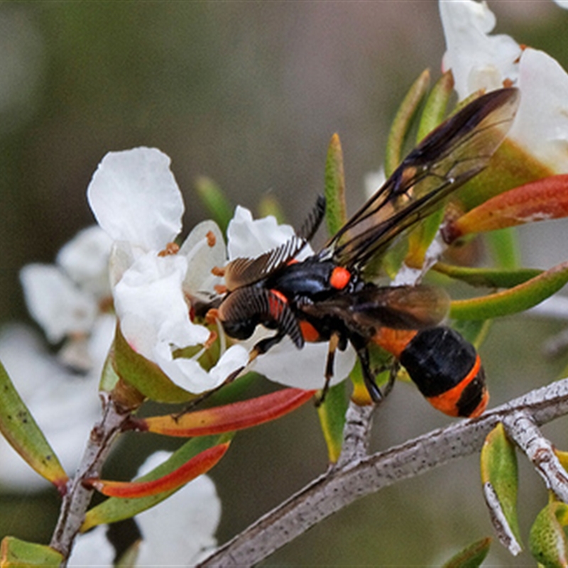 Pterygophorus cinctus