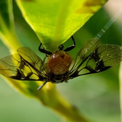 Pteryperga galla