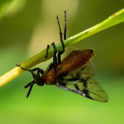 Pteryperga galla