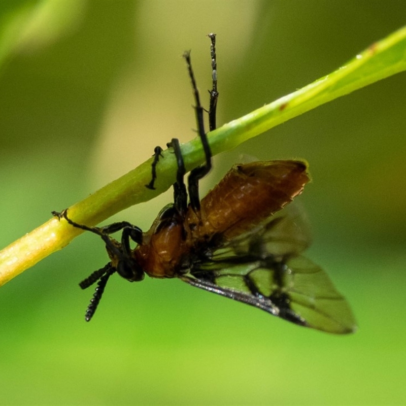 Pteryperga sp. (genus)