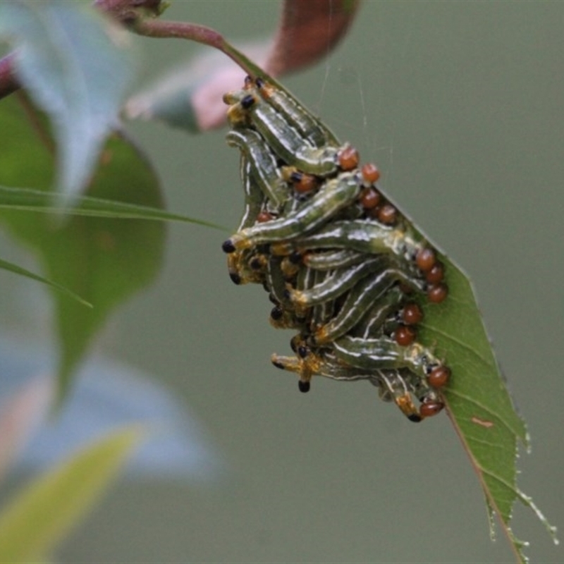 Pteryperga sp. (genus)