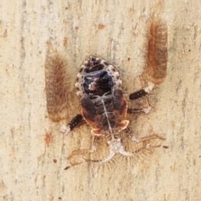 Ptilocnemus sp. (genus)