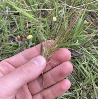 Aristida behriana