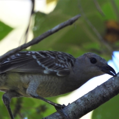 Chlamydera nuchalis