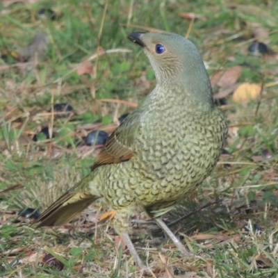 Ptilonorhynchus violaceus