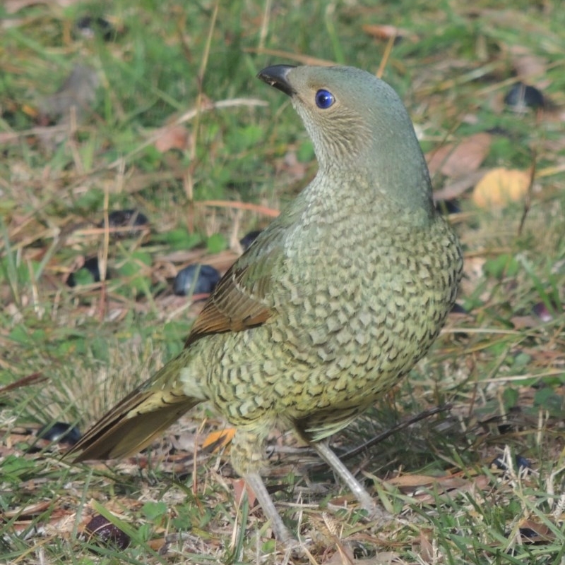 Ptilonorhynchus violaceus